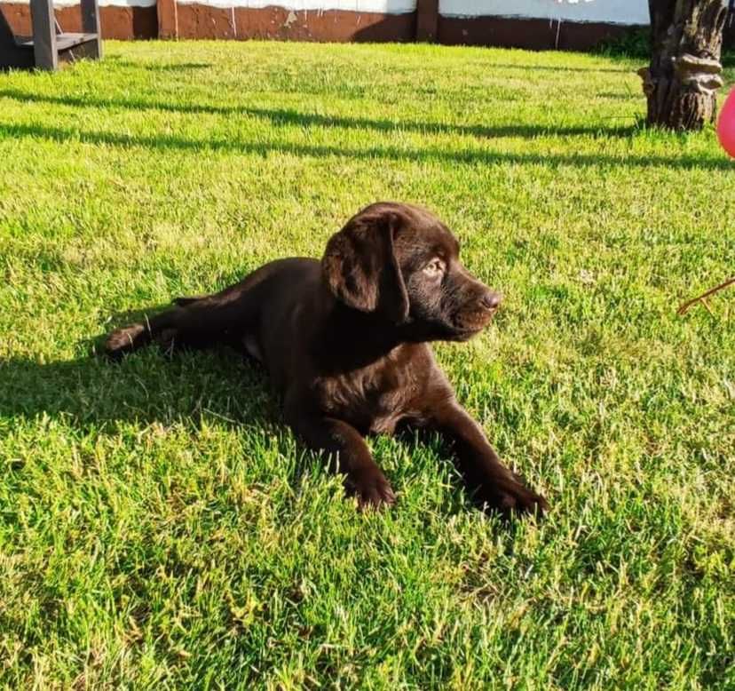 Labrador Retriever CZEKOLADA