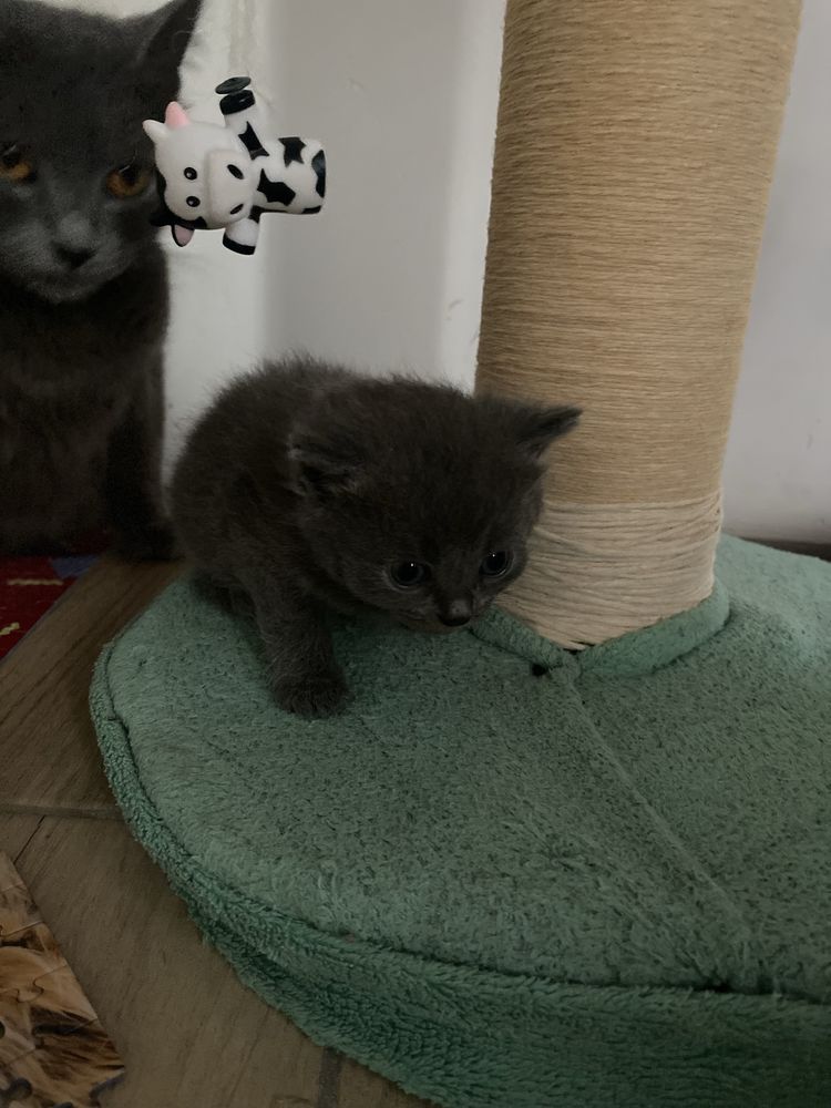 Пухнасті кошенята тільки в люблячу сімʼю. Кошенята. Котики