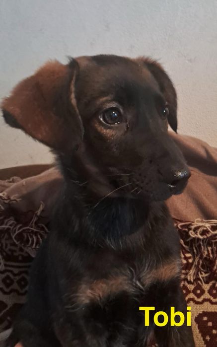 Szczeniaki do adopcji