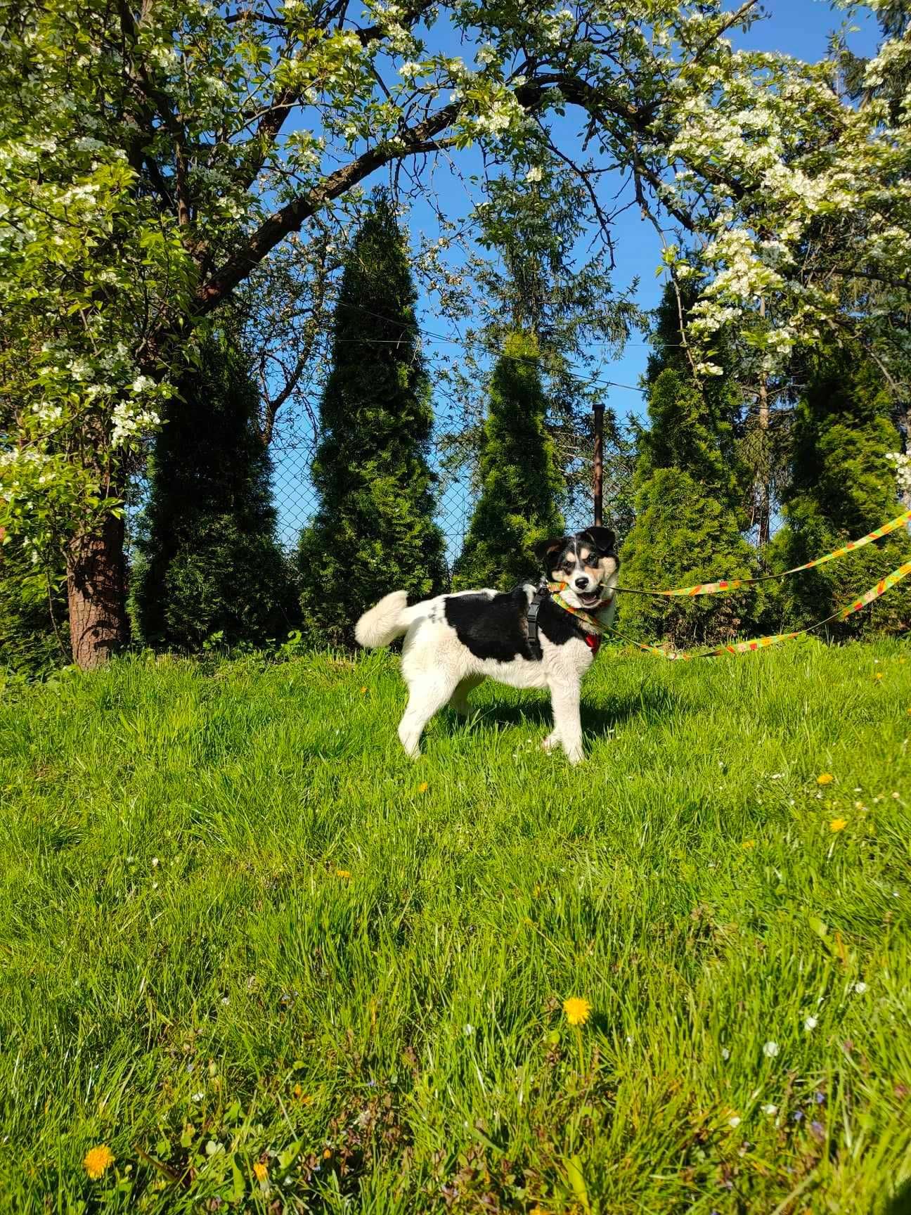 Roczna sunia czeka na kochający dom