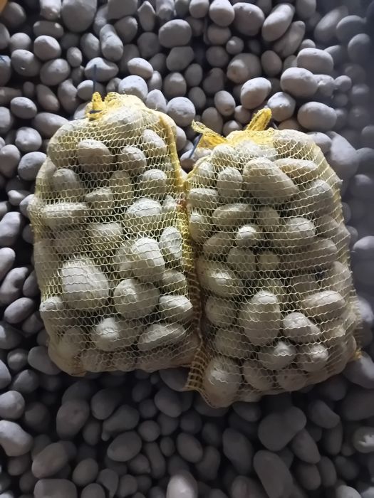 Sprzedam ziemniaki Melodia Catania