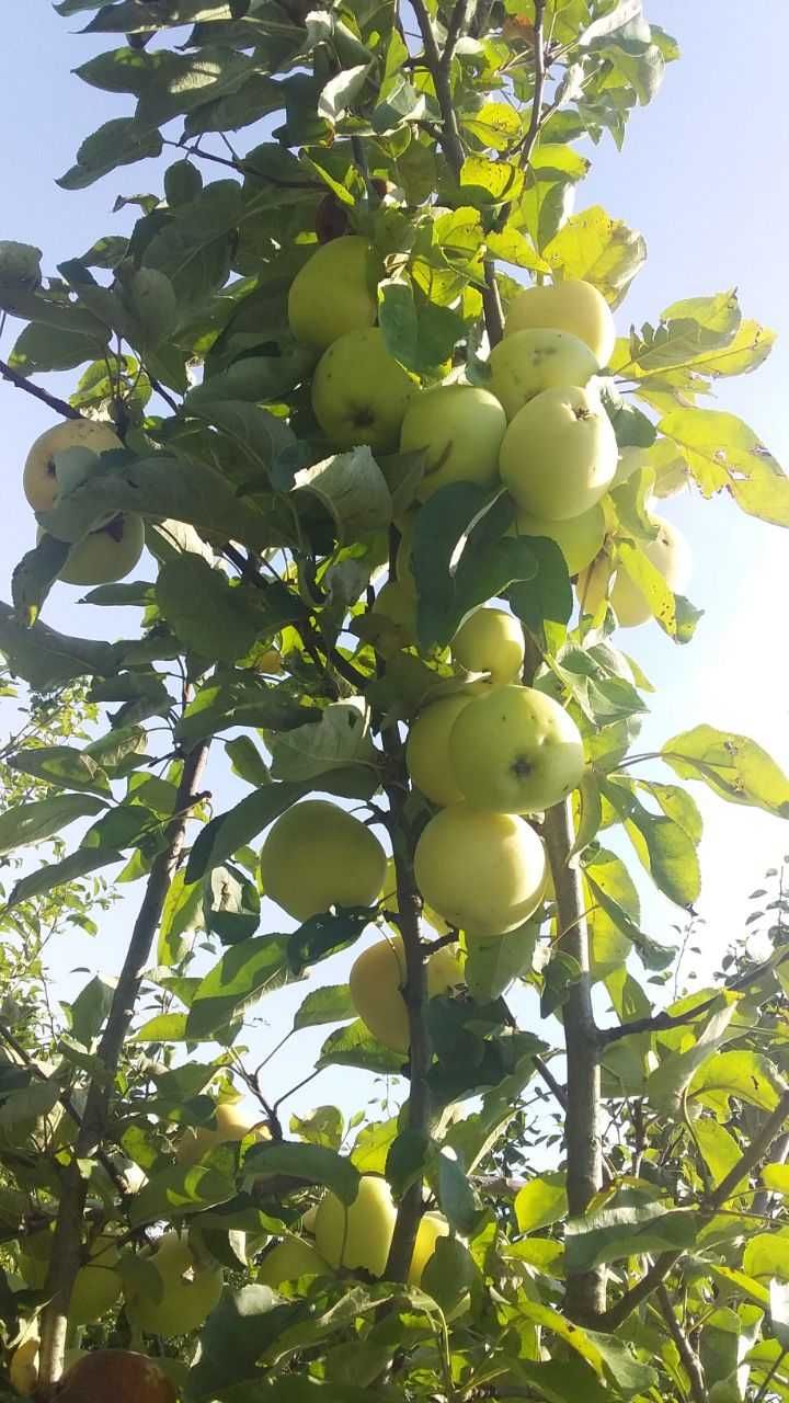 Продаж земельної ділянки під будівництво село Пикуловичі