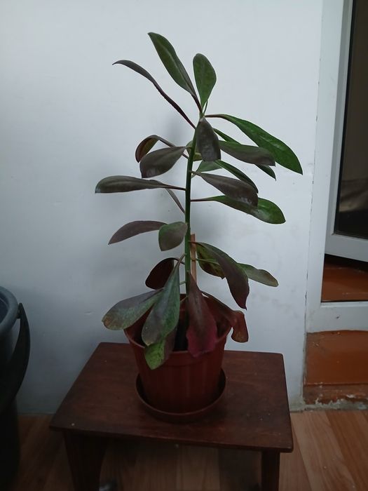 Продам сингониум, сциндапсус,синдениум.