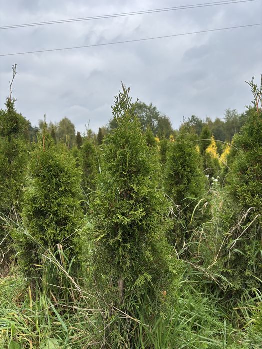 Tuja szmaragd z gruntu