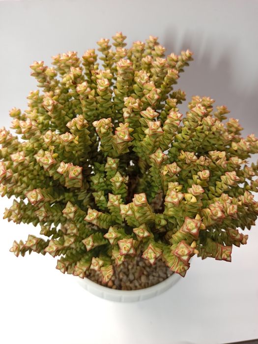 Сукулент Crassula Rupestris Tom Thumb