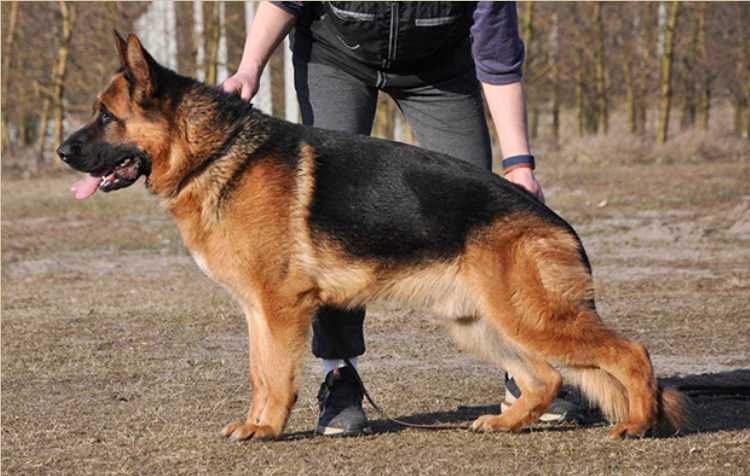 Szczeniak Owczarek Niemiecki Krótkowłosy Piesek FCI