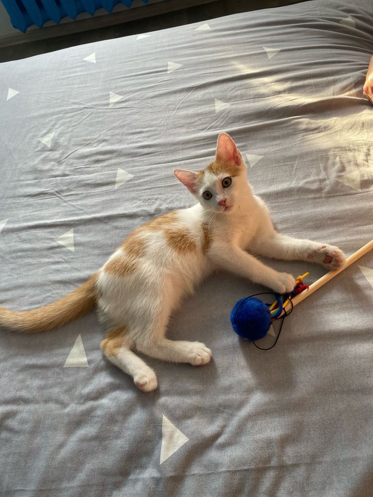 Котик шукає родину