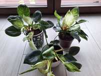 Filodendron Birkin