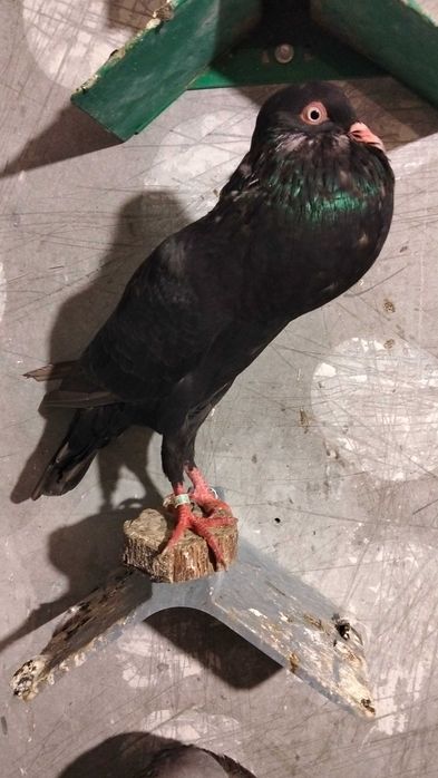 Garłacze Stawaki  polskie