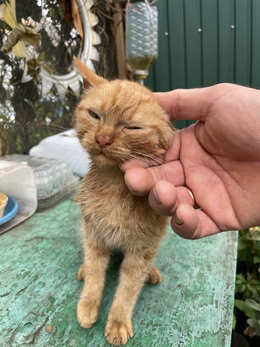 Рыжее счастье!!! Большая редкость рыжая девочка которая живет на улице