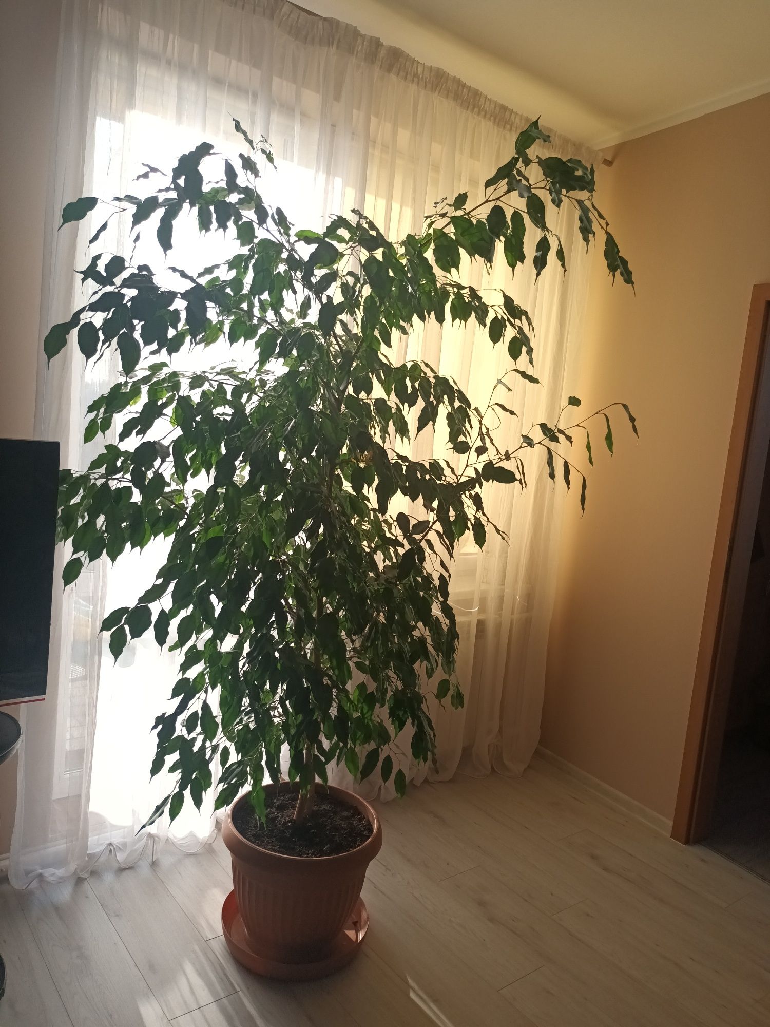 Figowiec Benjamina