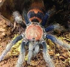 Паук Davus fasciatus L 7 самка 
 обитает в Коста-Рике. Не крупный паук