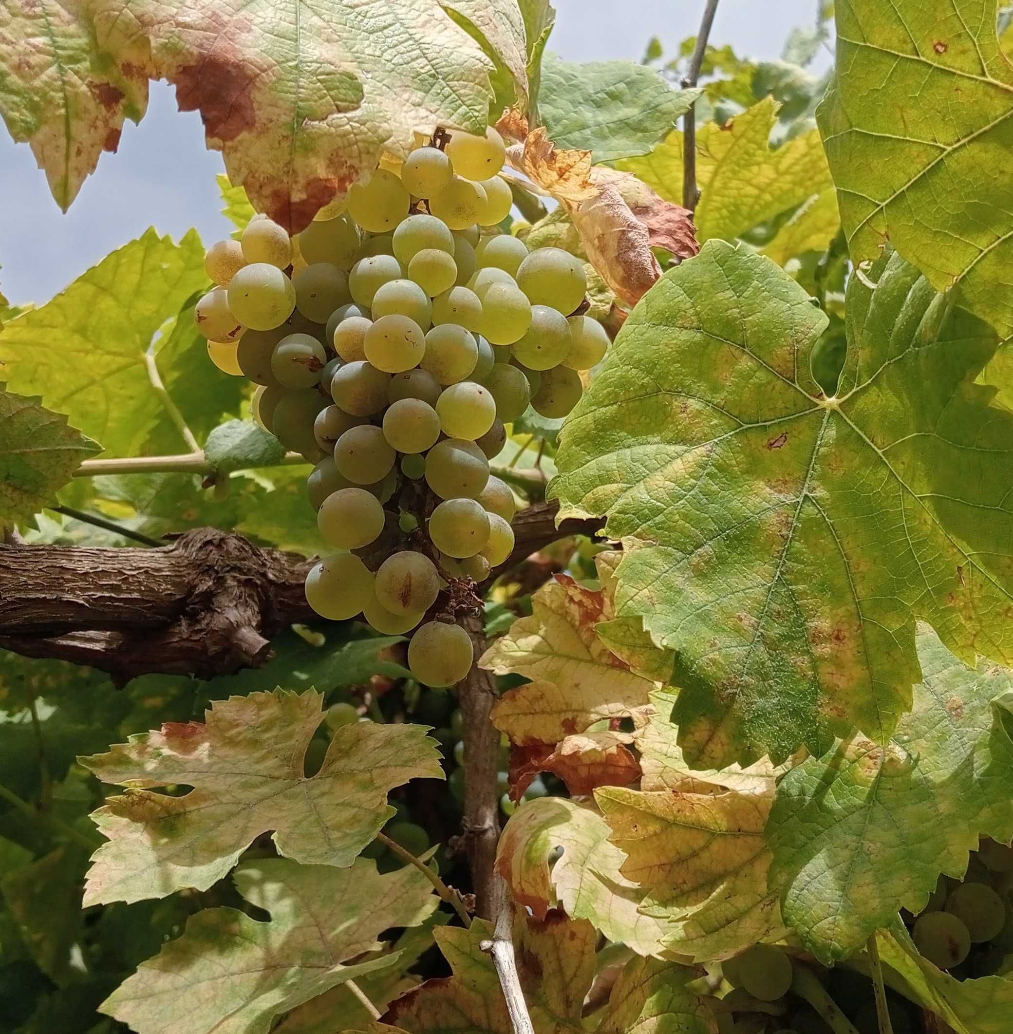 Vende -se uva branca  para vinho