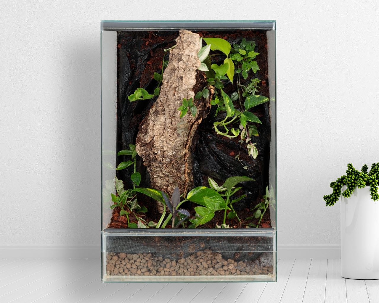 Terrarium gekon paludarium