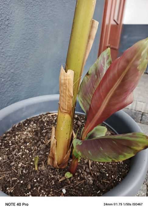 Bananowiec Red Tiger
