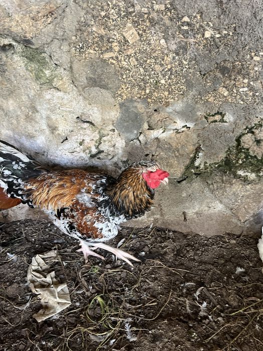 Galos garnizos novos