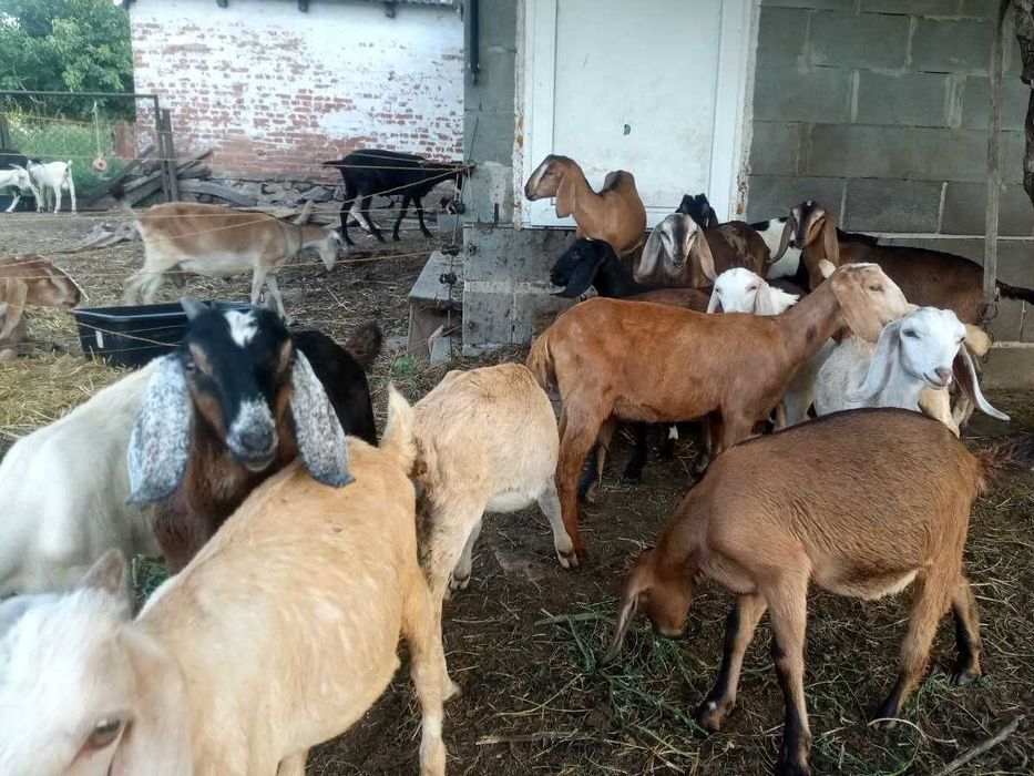 Козы, козлята англо-нубийские, большой выбор.