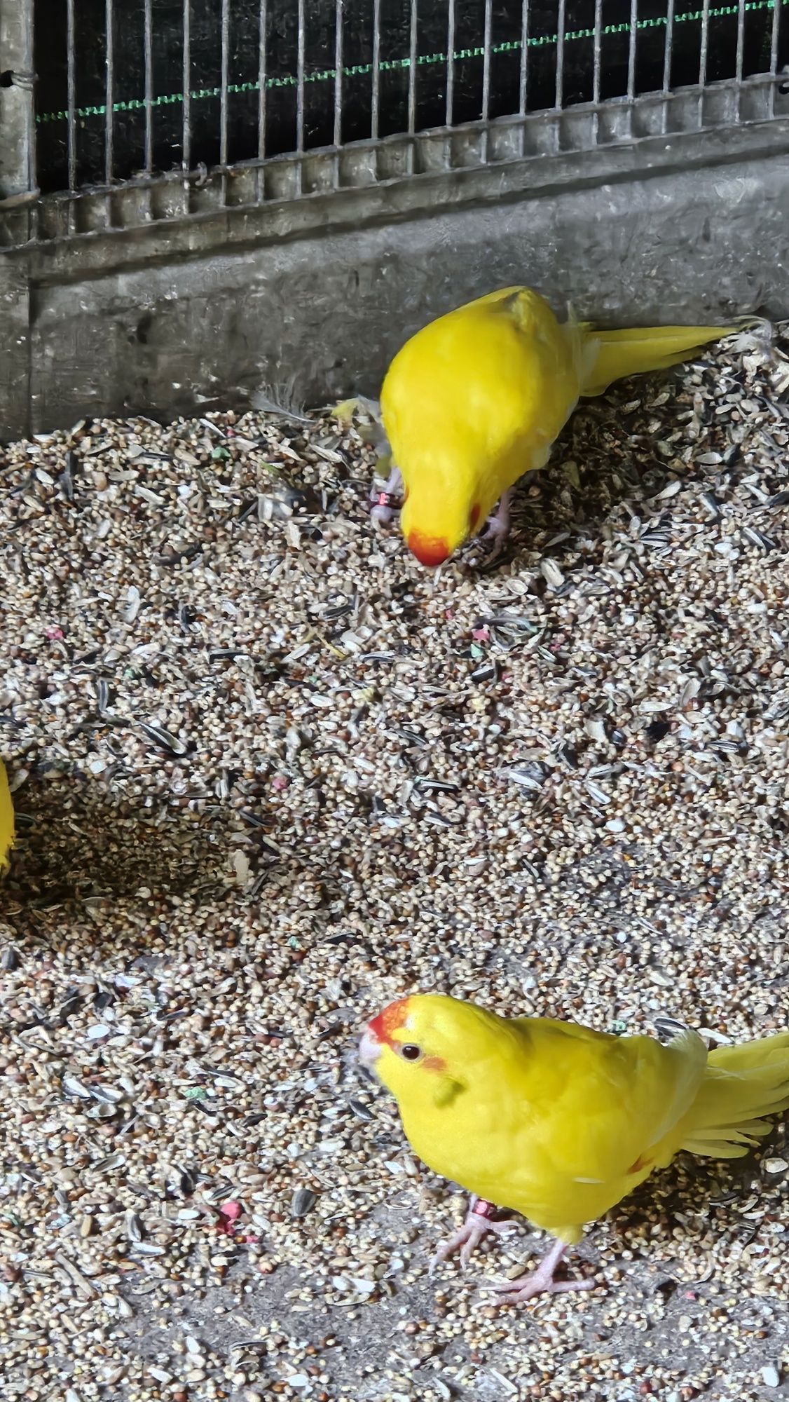 Kakarikiis Amarelos para  ceder