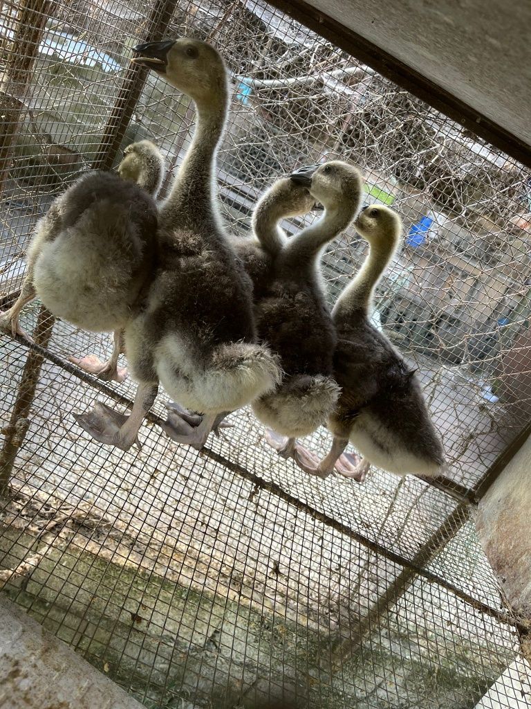 Gansos da Guiné como na foto