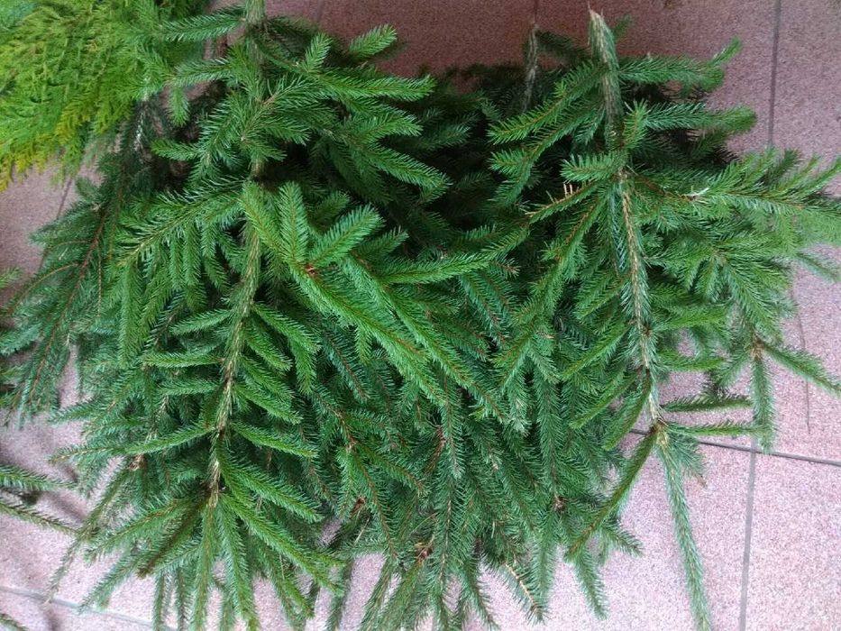gałęzie świerk stroisz świeży 5 kg na stroiki wianki wieńce