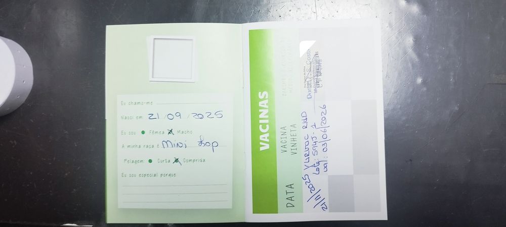 Coelho mini lop 2 meses