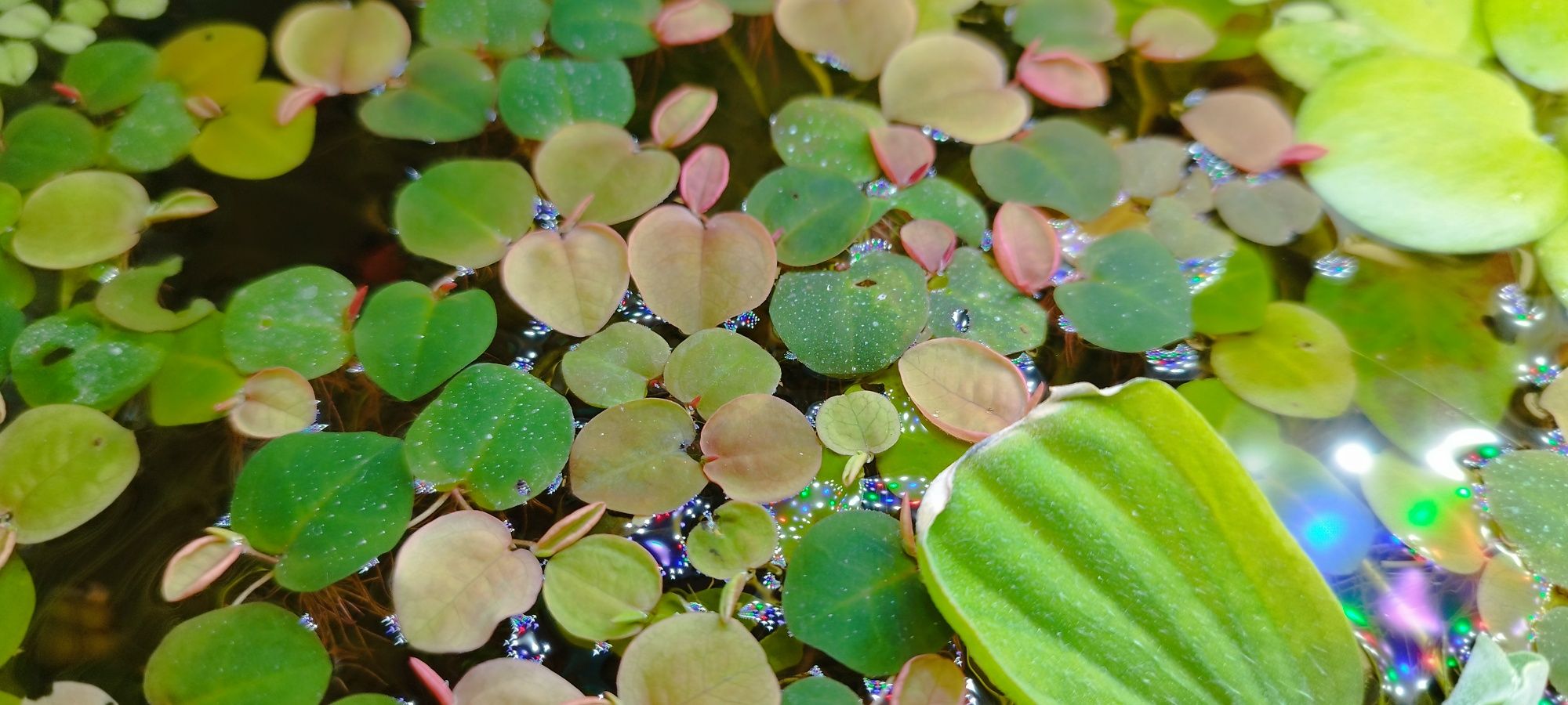 Planta de aquário - Phyllanthus fluitans