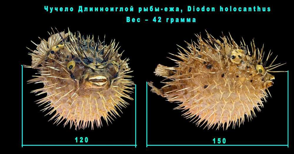 Обитатели моря. Моллюски, кораллы, иглокожие для коллекционеров