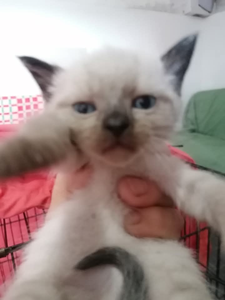 Gatinhos bebés para adoção responsável