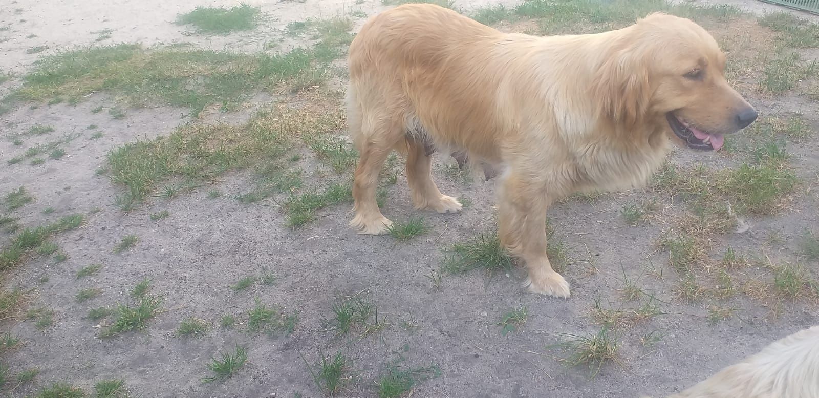 Golden retriever szczeniaki piesek