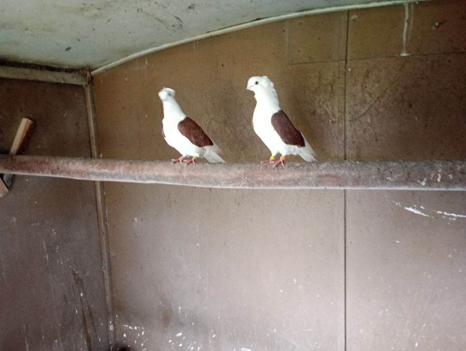 Sprzedam  newki ozdobne