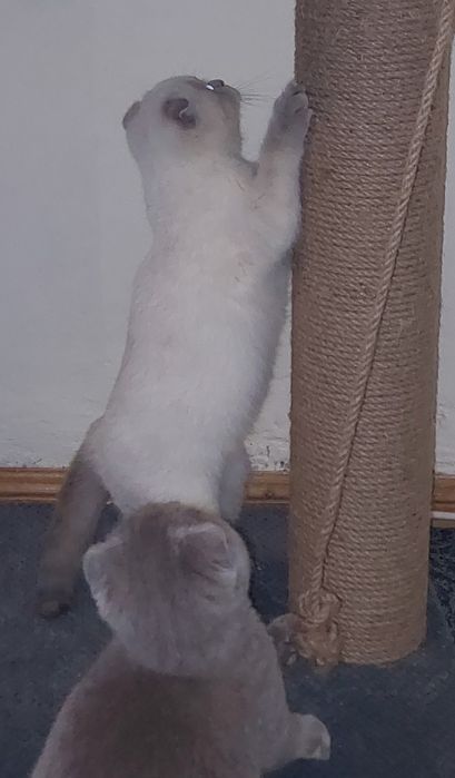 Красивая Шотландская вислоухая Девочка.