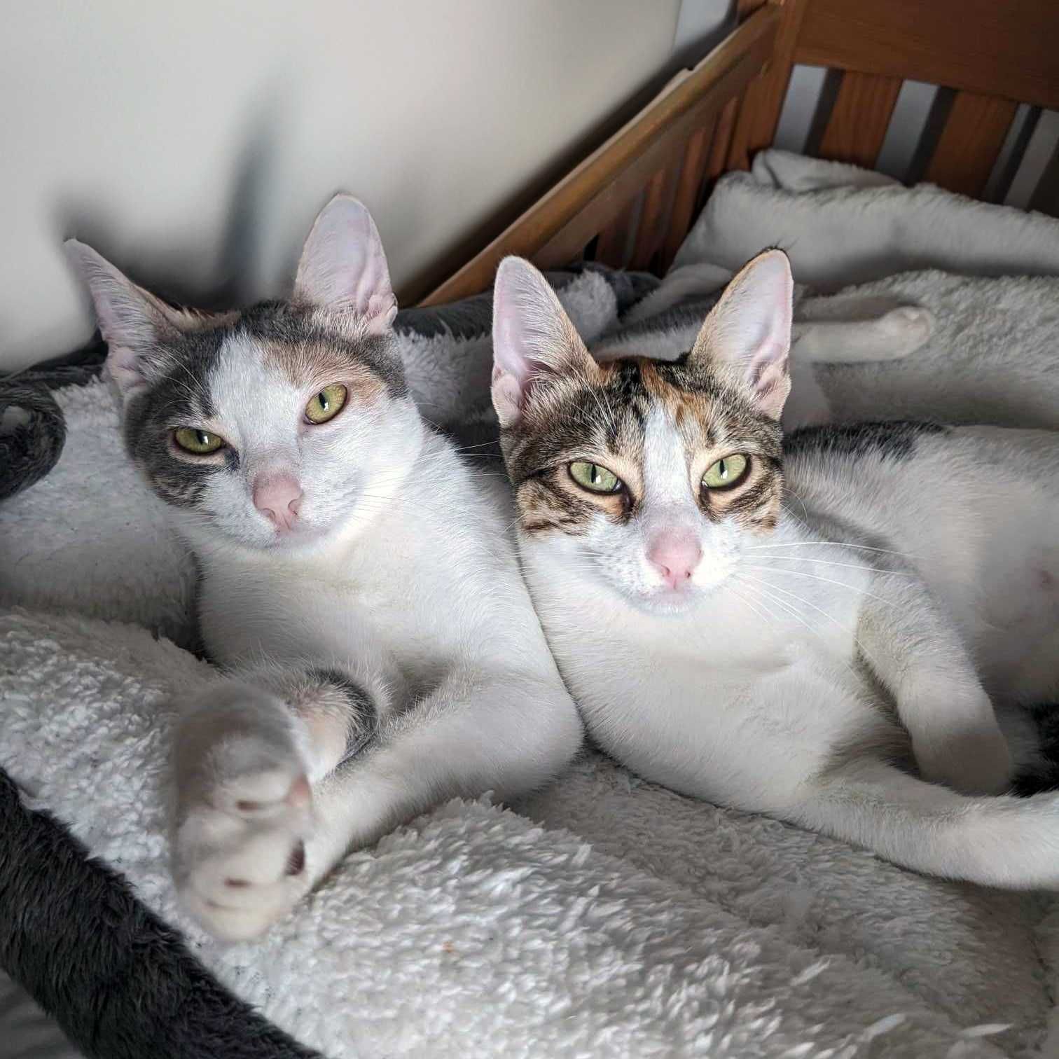 SETÚBAL/LISBOA e arredores — SUKITA e PALOMITA, gatinhas para adopção