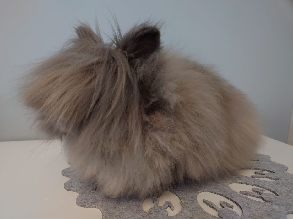 Króliki Karzełki Teddy