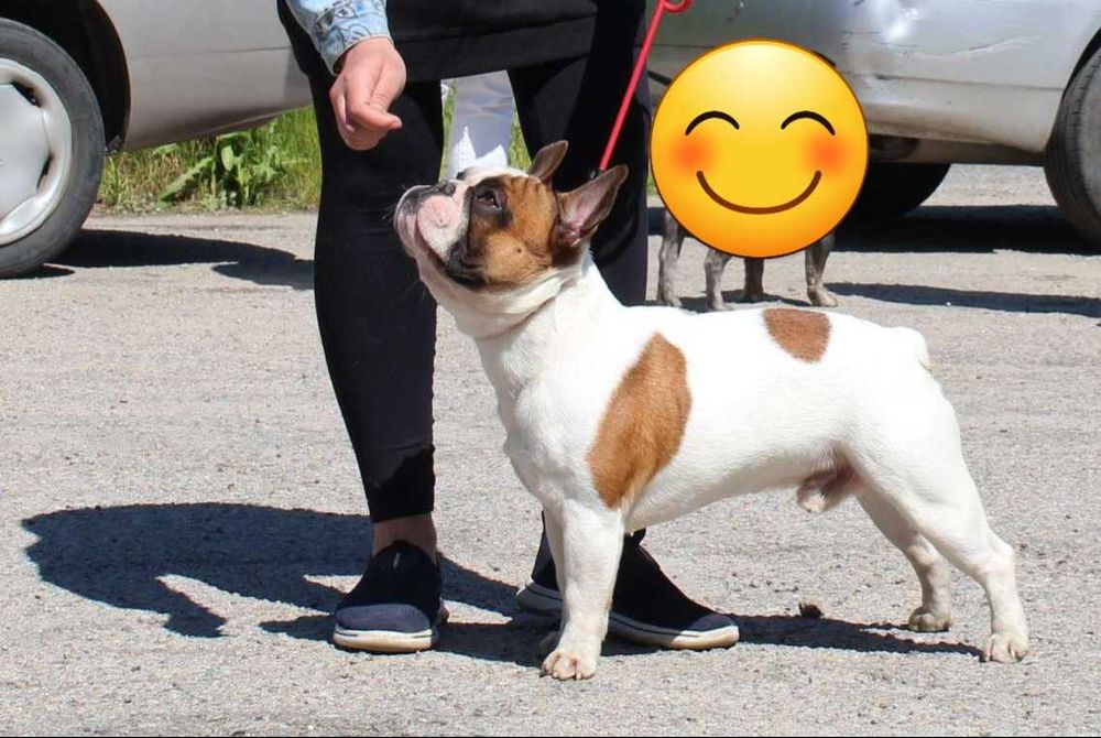 Вязка французский бульдог!Ліпше спочатку пишіть а потом дзвоніть !