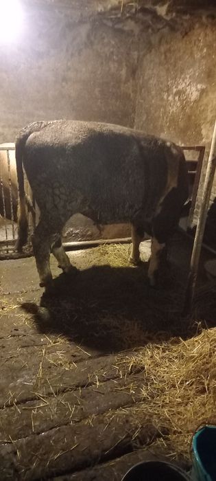 Продам бика живою вагою