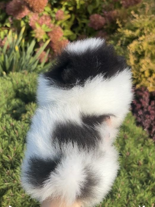 Szpic miniaturowy pomeranian suczka biala czarna