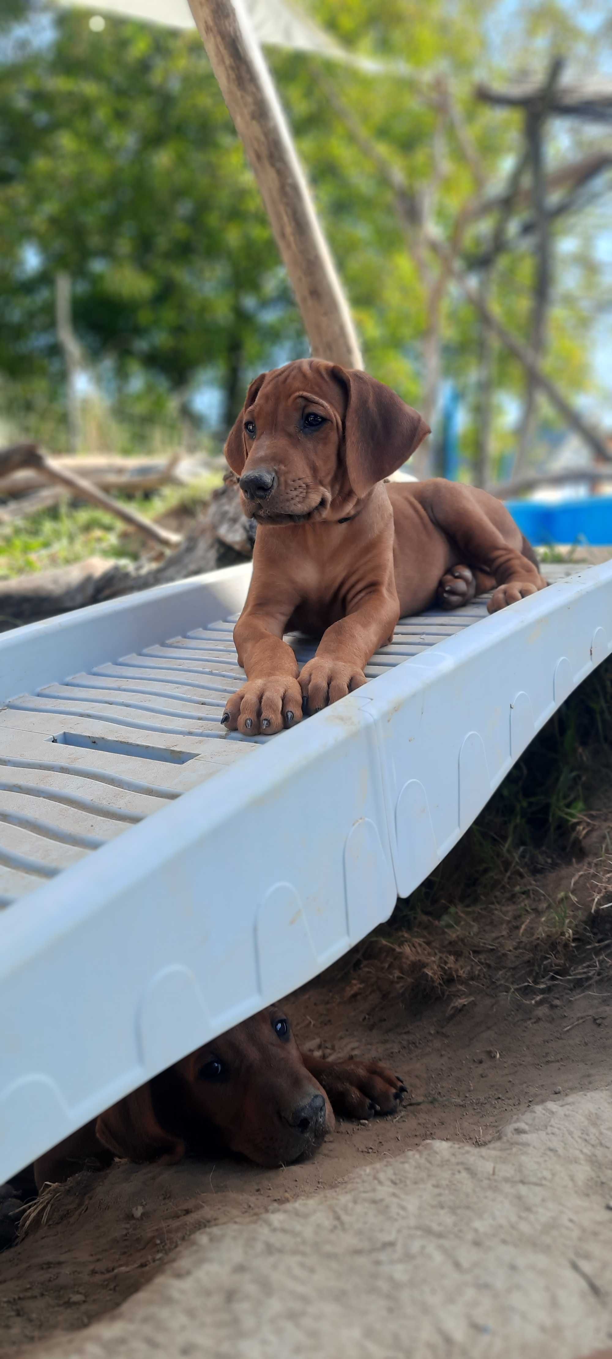 Siła - Bezpieczeństwo - Duma - Rhodesian Ridgeback -Szczeniak ZKwP