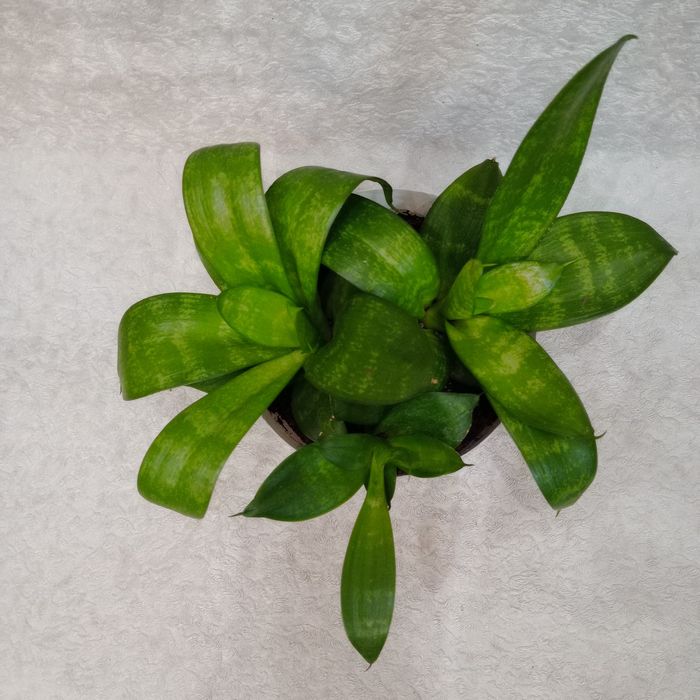 Сансевієрія 'Hahnii Forest Star' - 3 розетки в горщику, компактна

Про