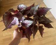 Begonia królewska rex