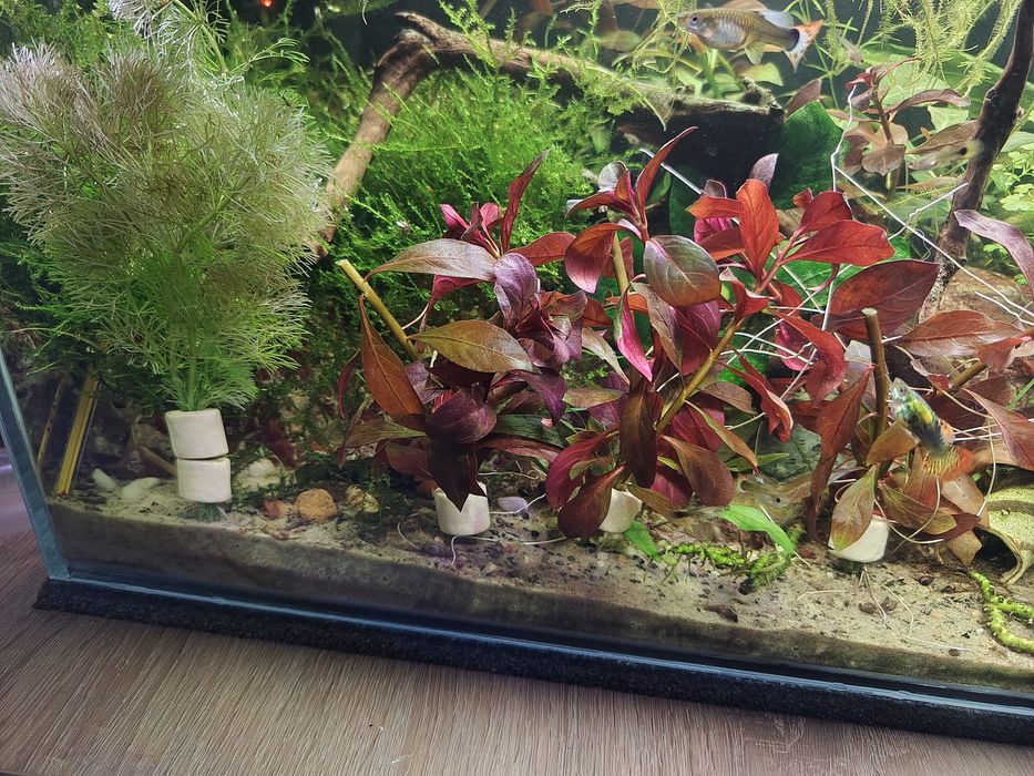 Rośliny akwariowe Różne