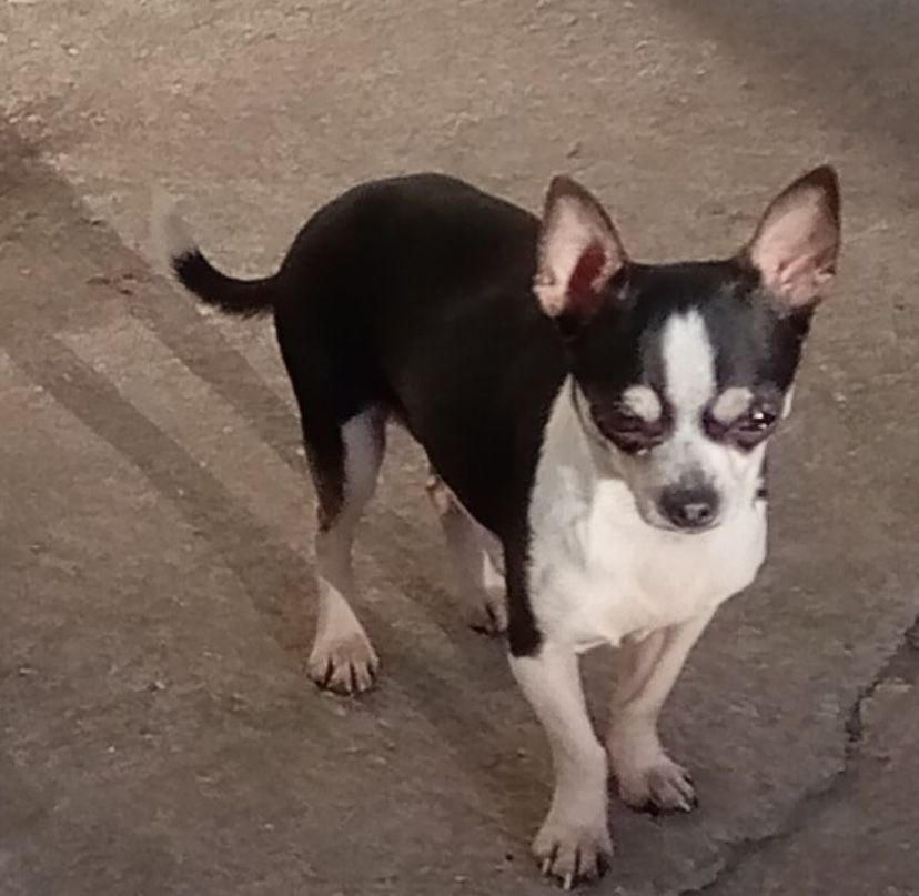 Chihuahua macho top