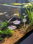 Congo tetra adulto