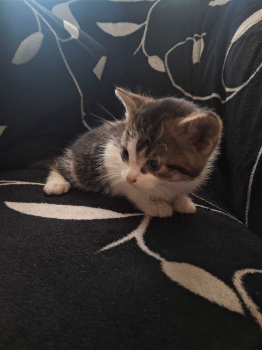 Oddam kotka w dobre ręce