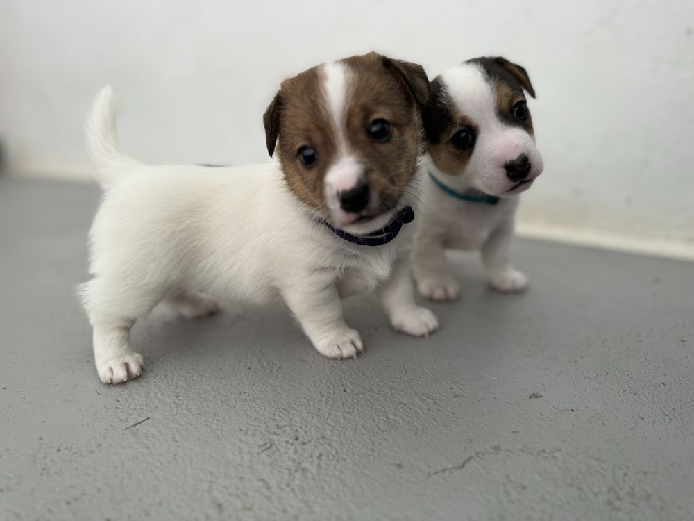 Jack Russel Terrier