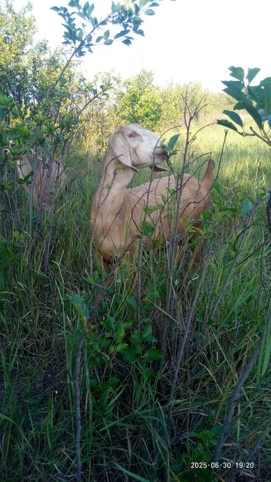 Коза заано нубийская 4 месяца