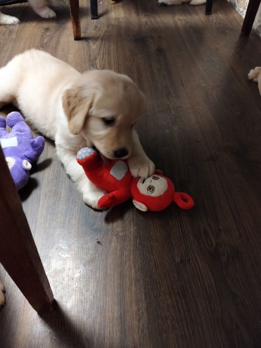 Цуценятка лабрадорів