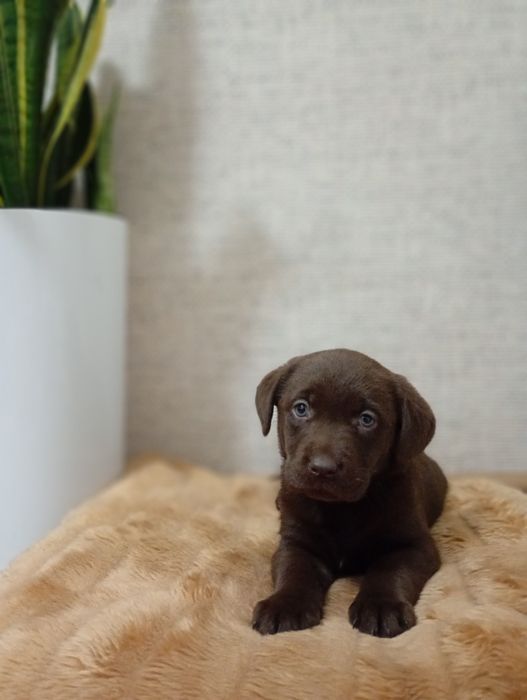 Mam na sprzedanie śliczne labladory