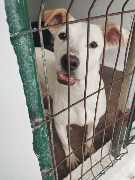 VON DOG (Macho, 30Kg, 10 Anos) Para Adoção