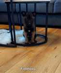 Owczarek belgijski malinois szczeniak piesekpiesek