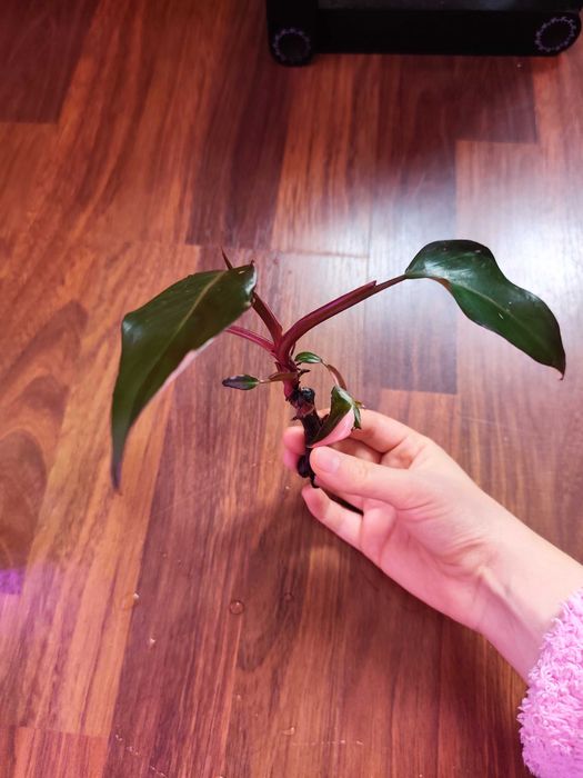 Filodendron pink princess